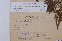 粗毛金星蕨藏品圖，第2張