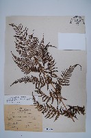 粗毛金星蕨藏品圖，第1張