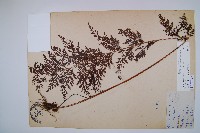 烏蕨藏品圖，第1張