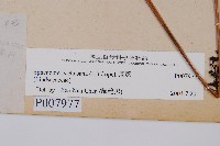 烏蕨藏品圖，第2張