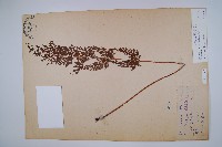 烏蕨藏品圖，第1張