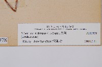 烏蕨藏品圖，第2張