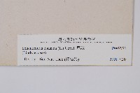 烏蕨藏品圖，第2張