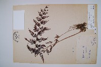 烏蕨藏品圖，第1張