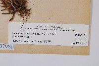 烏蕨藏品圖，第2張