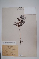 闊片烏蕨藏品圖，第1張