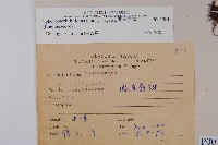 闊片烏蕨藏品圖，第2張