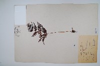 闊片烏蕨藏品圖，第3張