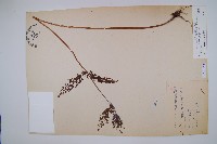 烏蕨藏品圖，第1張