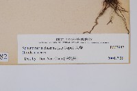 烏蕨藏品圖，第2張