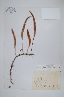 石葦藏品圖，第1張