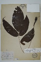 南投三叉蕨藏品圖，第1張