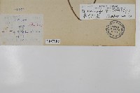 南投三叉蕨藏品圖，第2張