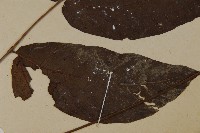 南投三叉蕨藏品圖，第3張