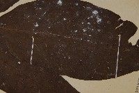 南投三叉蕨藏品圖，第4張