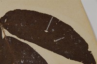 南投三叉蕨藏品圖，第5張