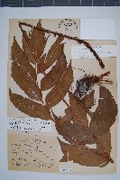 披針貫眾蕨藏品圖，第1張