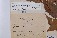 披針貫眾蕨藏品圖，第2張