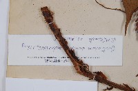 披針貫眾蕨藏品圖，第3張