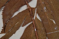 披針貫眾蕨藏品圖，第4張