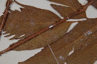 披針貫眾蕨藏品圖，第5張