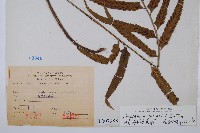 萊氏鐵角蕨藏品圖，第2張