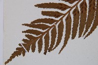 萊氏鐵角蕨藏品圖，第3張