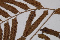 萊氏鐵角蕨藏品圖，第4張