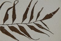 革葉鐵角蕨藏品圖，第3張