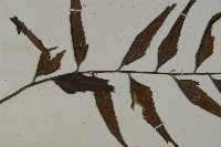 革葉鐵角蕨藏品圖，第4張