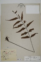 革葉鐵角蕨藏品圖，第1張