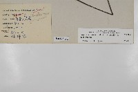 革葉鐵角蕨藏品圖，第2張