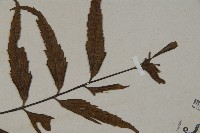 革葉鐵角蕨藏品圖，第3張