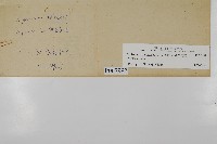 革葉鐵角蕨藏品圖，第2張