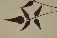 革葉鐵角蕨藏品圖，第4張