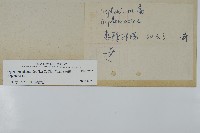 革葉鐵角蕨藏品圖，第2張