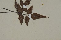 革葉鐵角蕨藏品圖，第3張