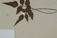 革葉鐵角蕨藏品圖，第4張