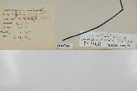 革葉鐵角蕨藏品圖，第2張