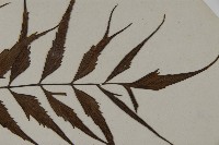 革葉鐵角蕨藏品圖，第3張