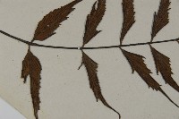 革葉鐵角蕨藏品圖，第4張