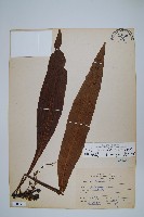 斷線蕨藏品圖，第1張