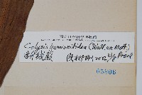 斷線蕨藏品圖，第2張