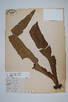 星蕨藏品圖，第1張