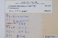 星蕨藏品圖，第2張