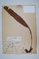 斷線蕨藏品圖，第1張