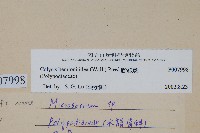 斷線蕨藏品圖，第2張