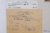 臺灣耳蕨藏品圖，第2張