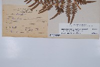 蕨藏品圖，第5張