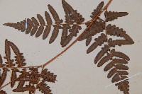 蕨藏品圖，第4張